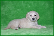 Beautiful Golden Retriever puppies for adoption to loving homes.