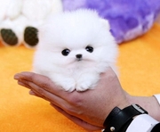 Cute And Loving Pomeranian Puppies For Valentine's Day!!!!!!