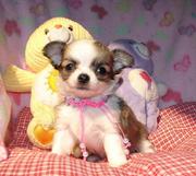 Adorable chihuahua puppy for a carring home