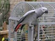 Awesome parrots for free adoption